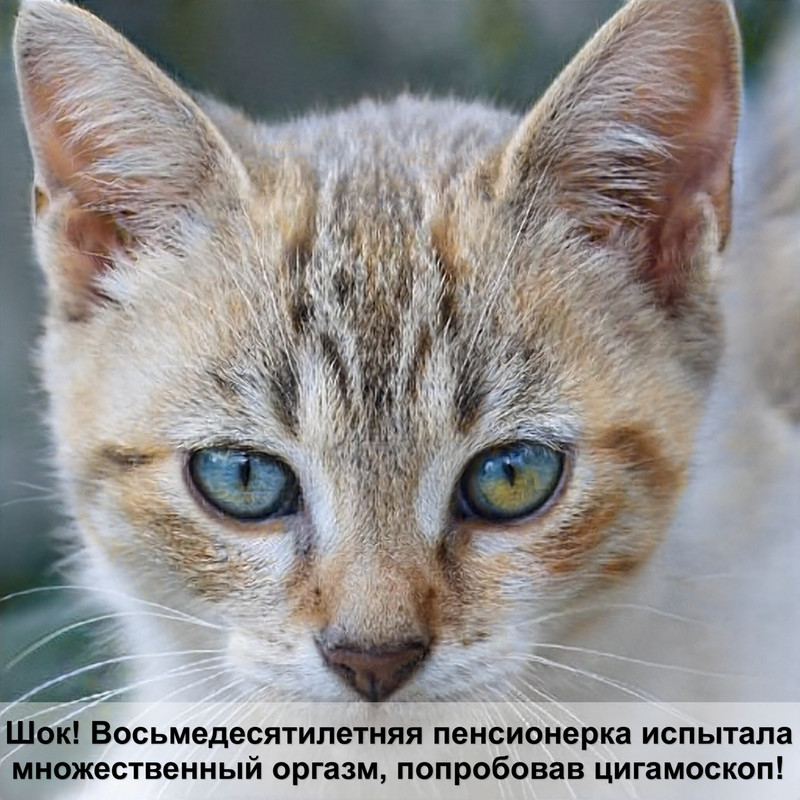 шиншилла кошка шоколадного окраса