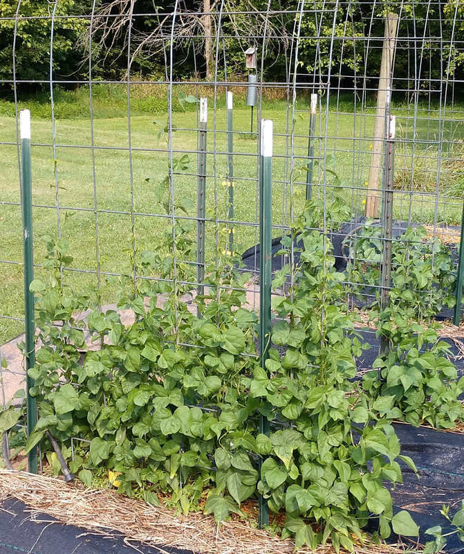 R34 Oaxacan Cream IMG_20200716_165538783~2