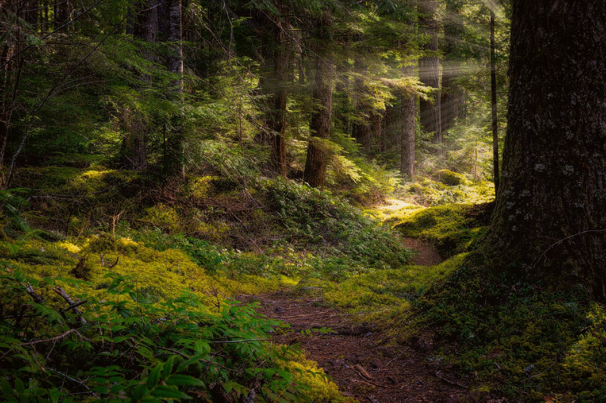 green-forest.jpg