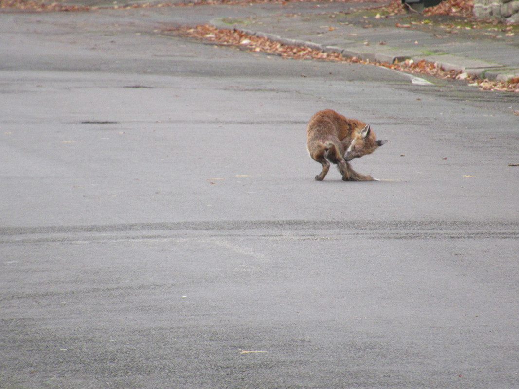 Fox on Sholebroke Avenue 1pm 18-11-24 (6)