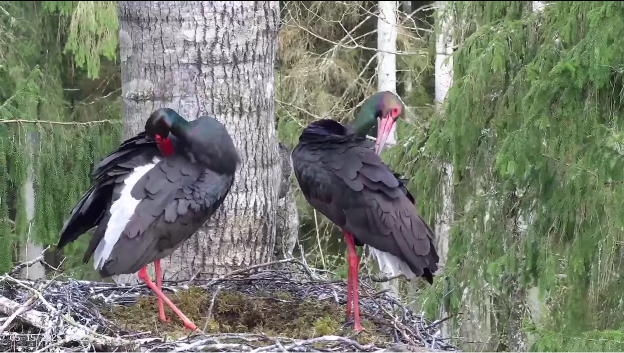 Ekrānuzņēmums 2025-05-15 113414