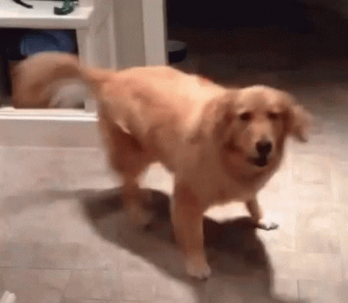 excited-dog