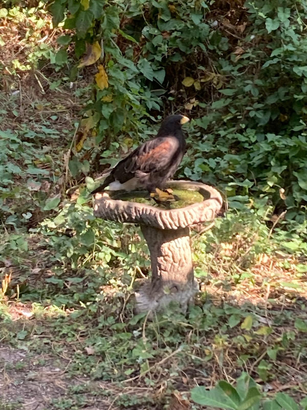 HARRIS HAWK REDDITCH