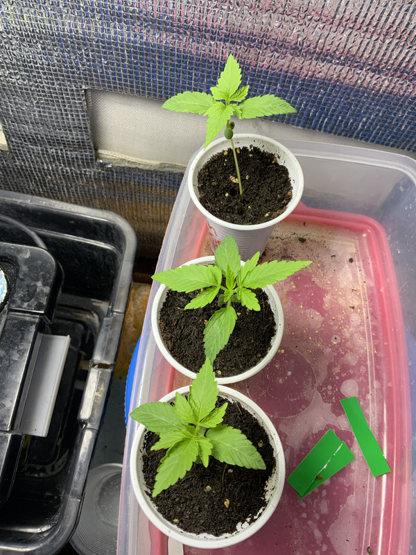 8614703C-512C-4E46-AA7D-C7688CA89CE2