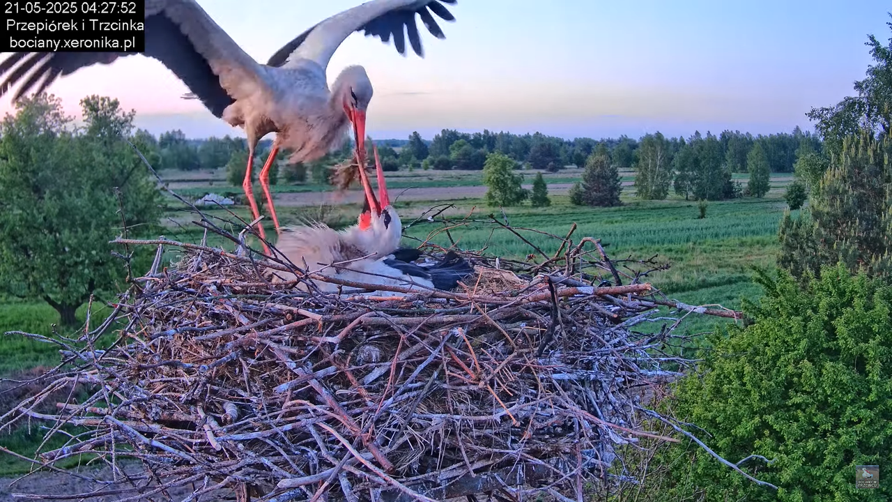 21052025bociany2