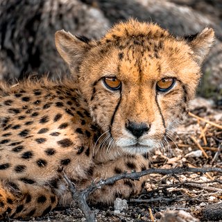 Central Kalahari Game Reserve, Naxai Pan y vuelta anticipada a Maun. - Botswana y Cataratas Victoria: la esencia de África y maravilla natural (2)