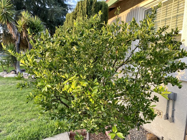 [Image: C321505-B-811-C-49-F1-84-ED-80-E1-F3-B22-F04.jpg]