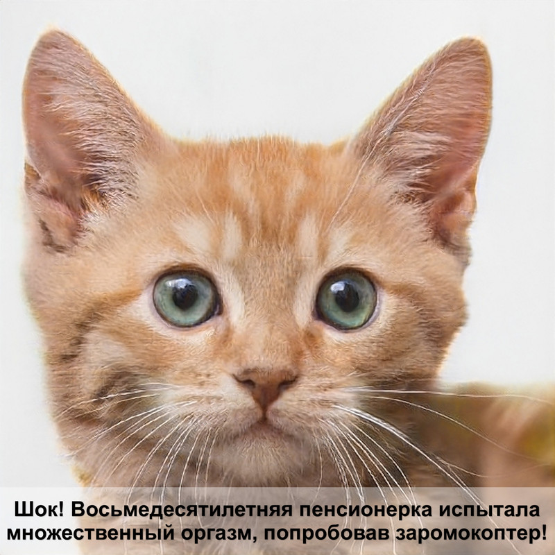 brit для кошек