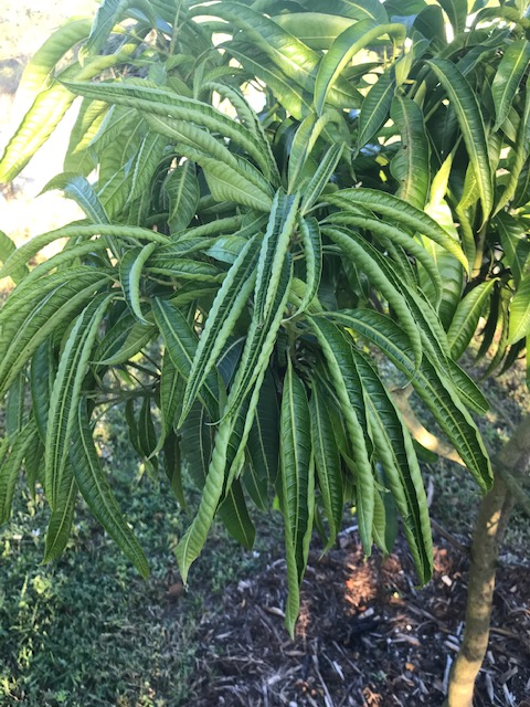 mango leaves