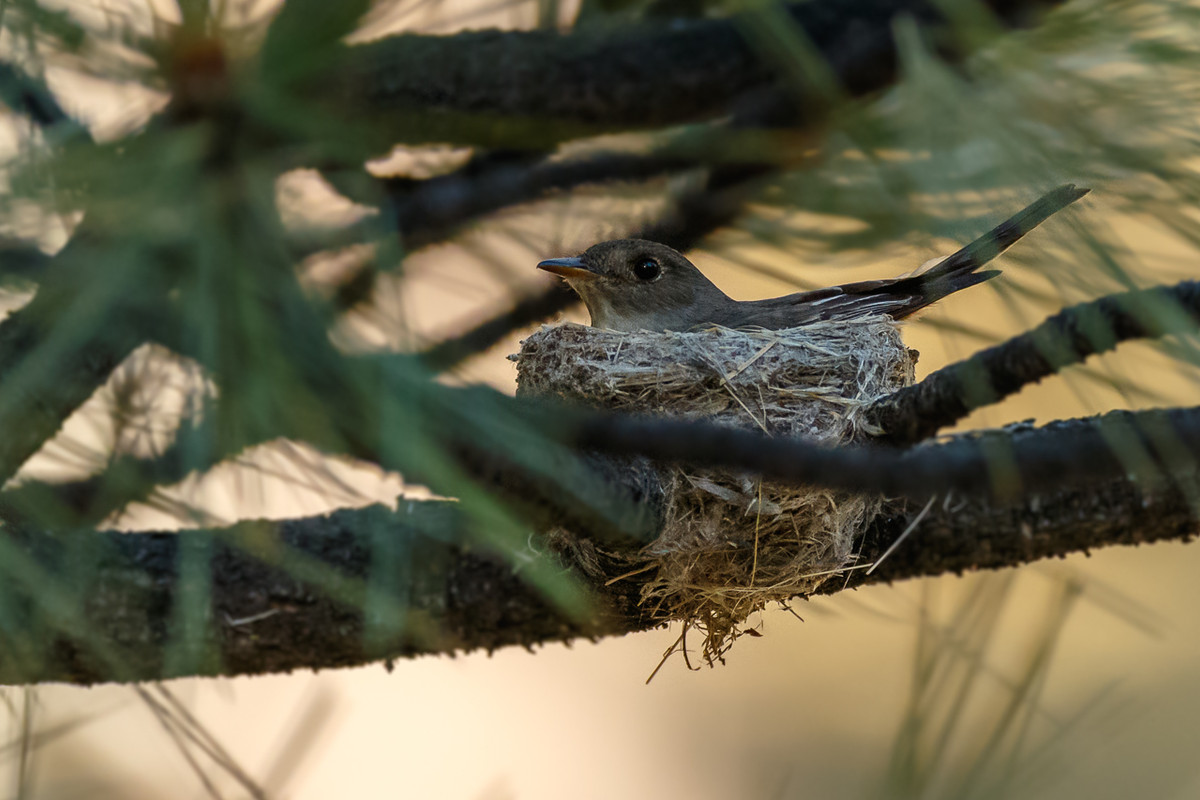 Western Wood-pewee-21