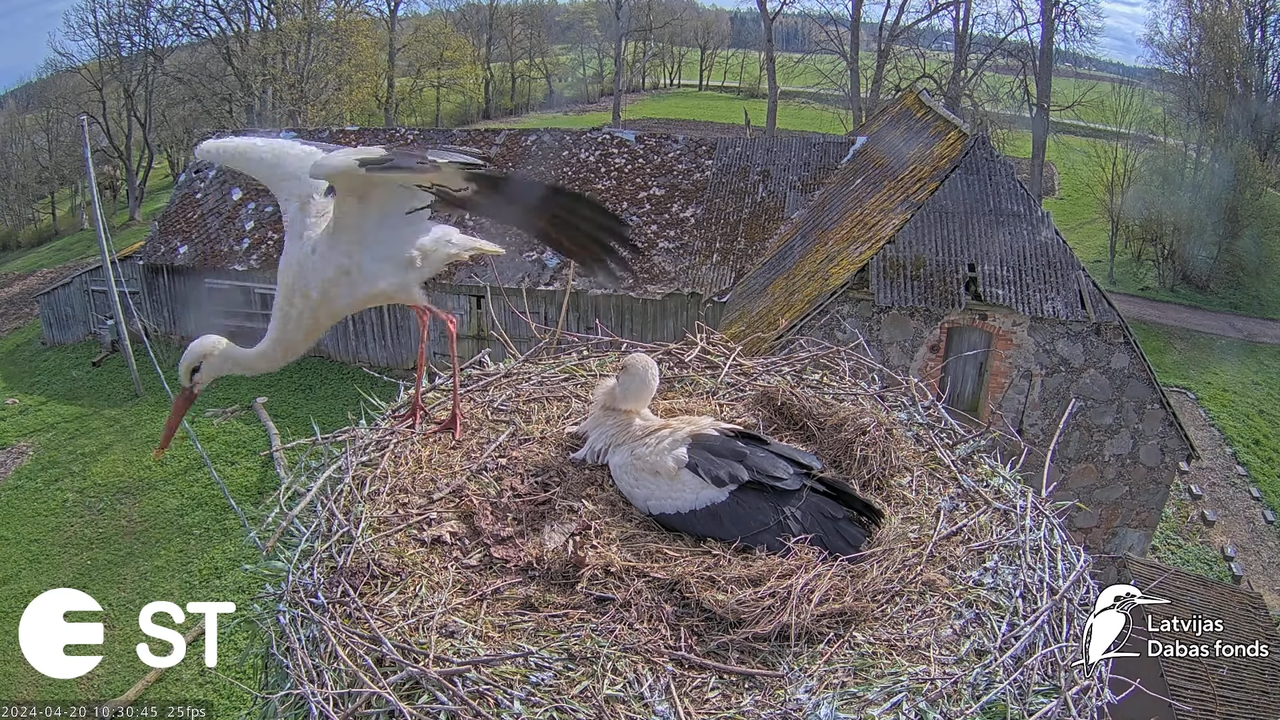 Baltie stārķi (Ciconia ciconia) Tukuma novadā - LDF tiešraide __ White storks in Tukums, Latvia 14-5