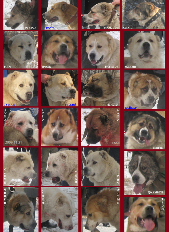 2009.11.21 5-й Турнир 1-й Круг ТСС Портреты ЛИСТ (3)