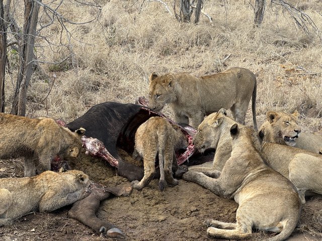 [Linked Image from i.postimg.cc]