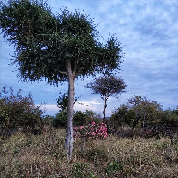 Día 5 (10 octubre, miércoles, 2018): Turmi - Tribu Karo – Tribu Dassanech-Turmi - Etiopía. Tribus del sur, iglesias del norte y mucho mas (6)