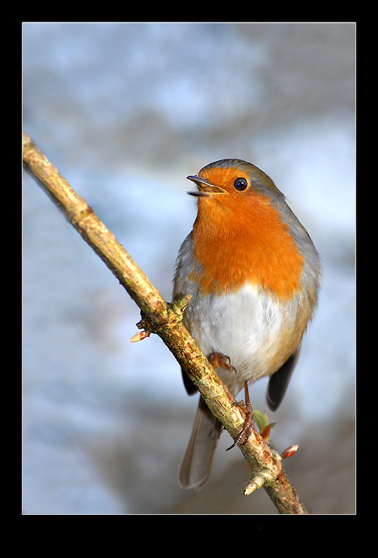 Red-Robin-singing-copy.jpg
