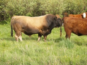 Bulls-US-Maximus-picture-02-300x225