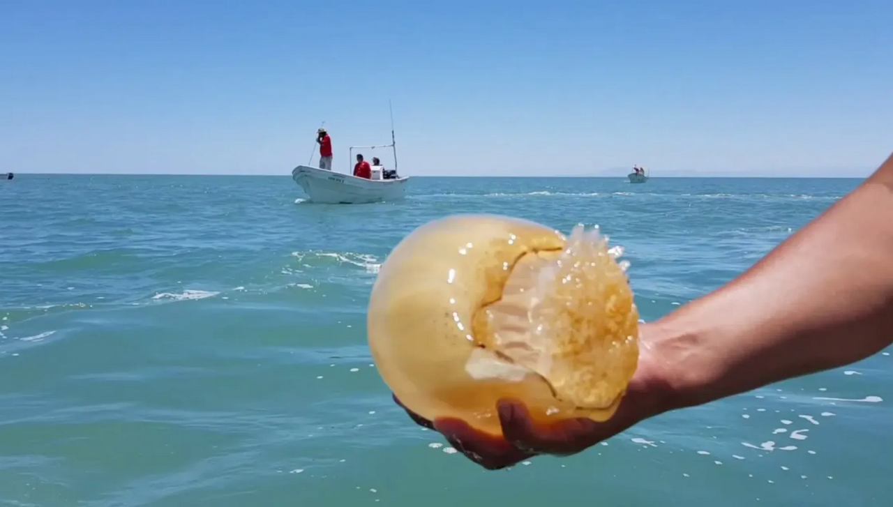 Cártel de Sinaloa se apropia del negocio de venta de medusa en Sonora