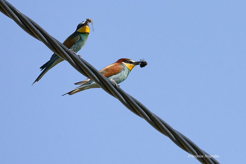 guêpiers09-30juin2020