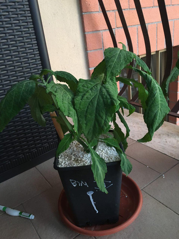 photo_2018-06-20_12-29-58 (4)