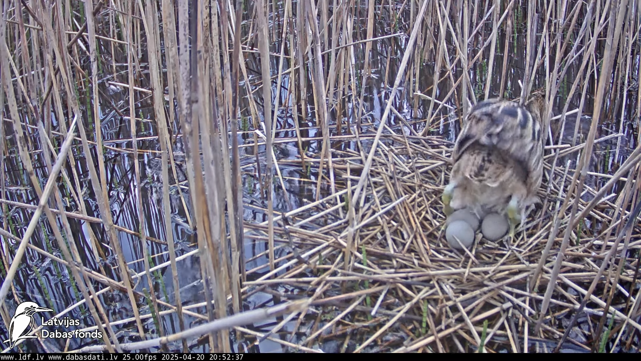 LDF Lielais dumpis (Botaurus stellaris) Zemītes pagastā 12-56-12 screenshot (1)