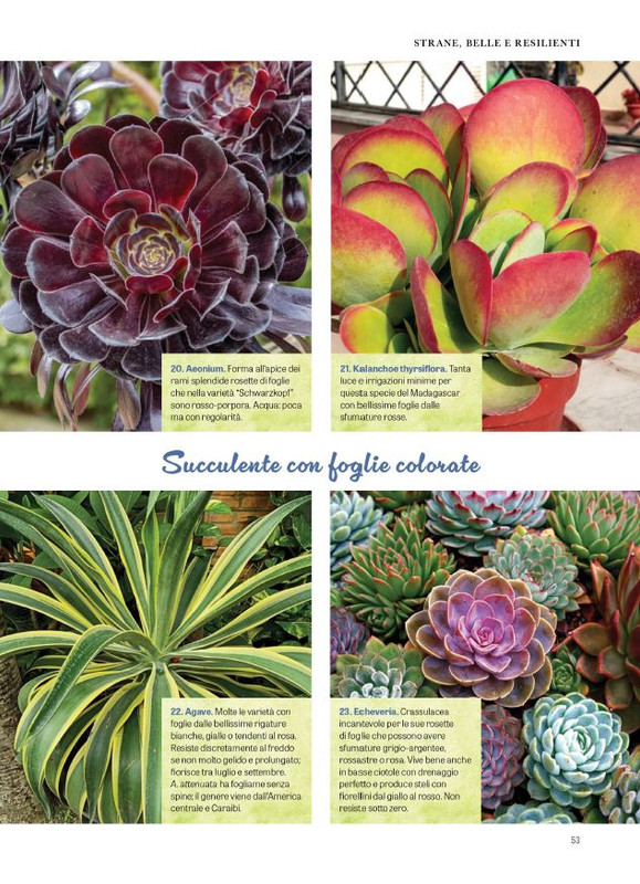 Pol Ver Spec Giu-Lug 2024 (6)