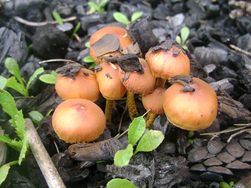 Pholiota highlandensis (10)