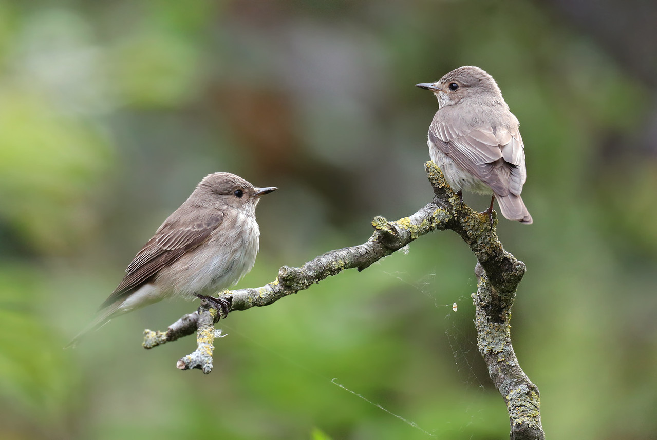 Door fotograferen zie je pas hoe mooi gewone vogeltjes zijn.