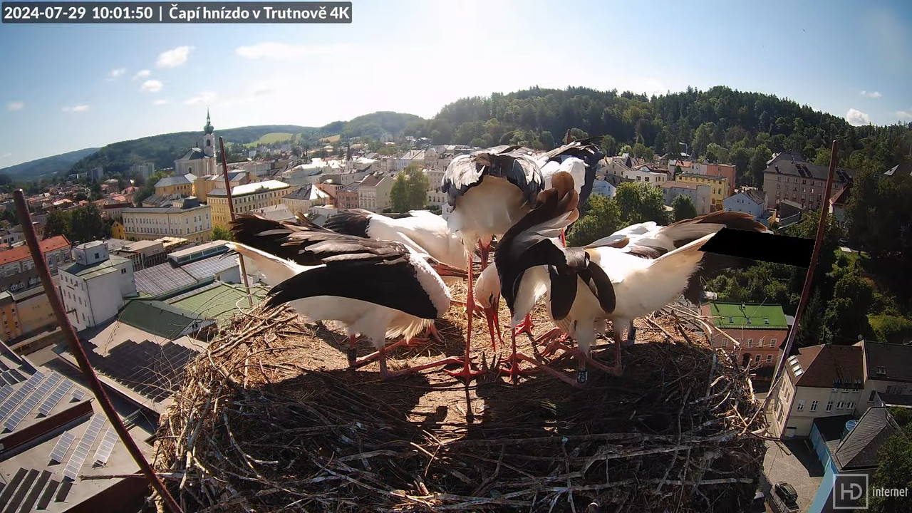 Tiešraidē no stārķa ligzdas uz alus darītavas skursteņa Trutnovā 11-24-10 screenshot