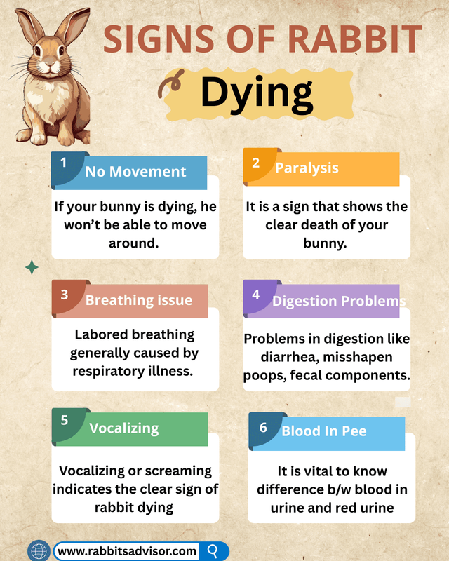 Signs Your Rabbit is Dying