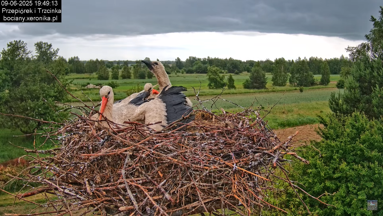 09062025bociany41