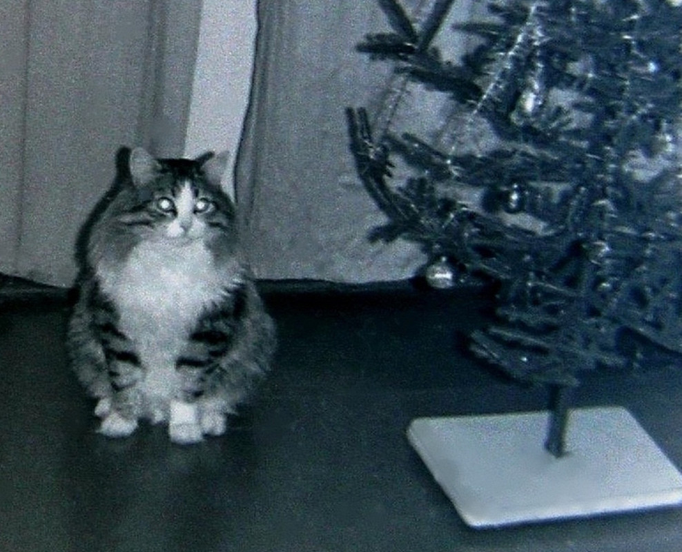 Мурзик 1978-1997г.