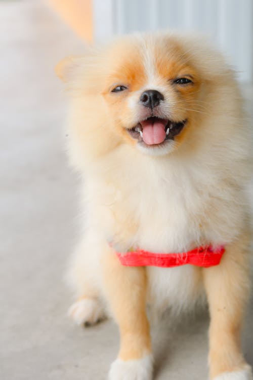 Fashionable Pet Food Storage