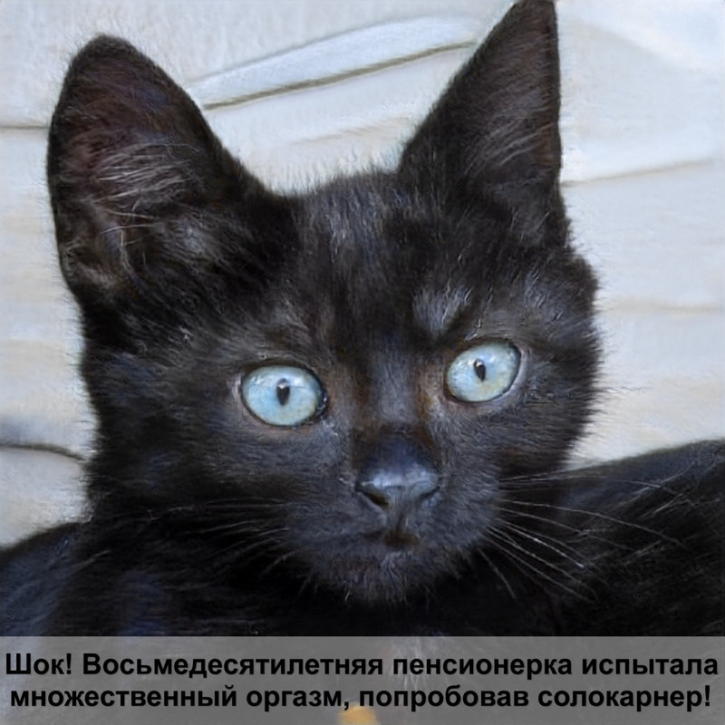 самая большая дикая кошка в мире