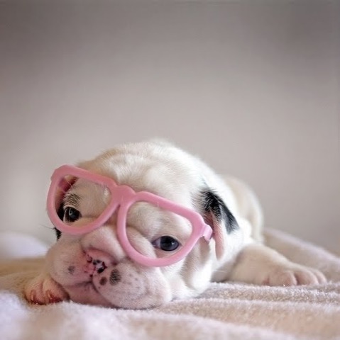 dog_PINK_glasses