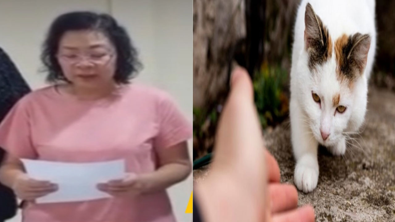 Pro Kontra Emak-emak Tendang Makanan Kucing