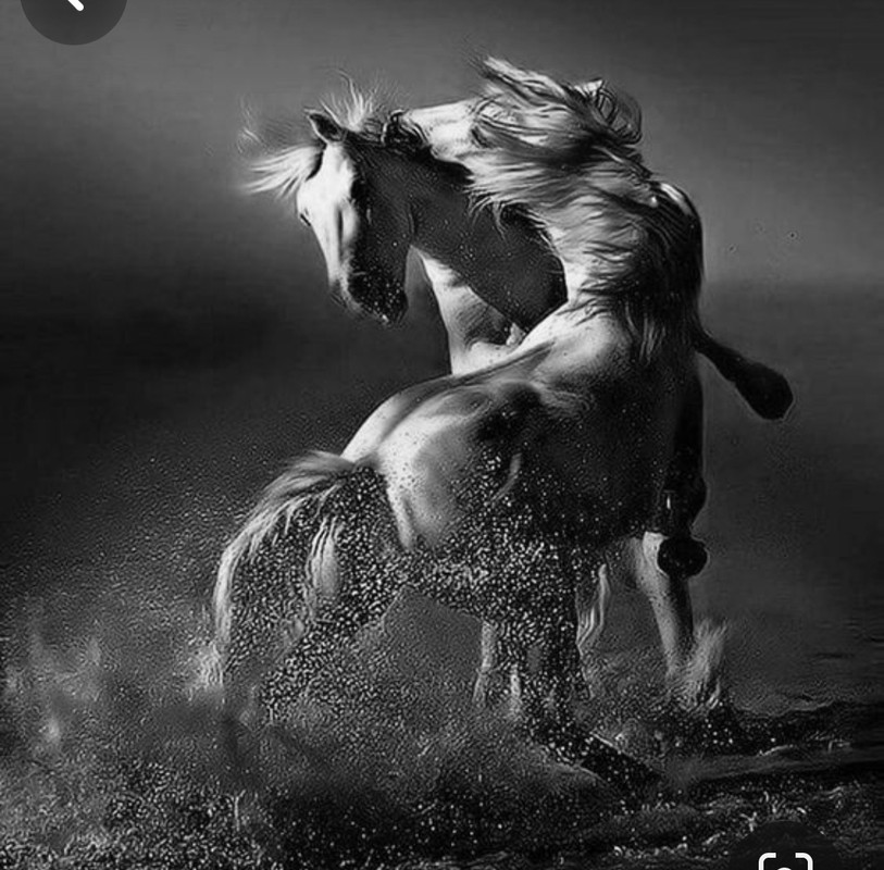 Screenshot_20231209_122543_Pinterest