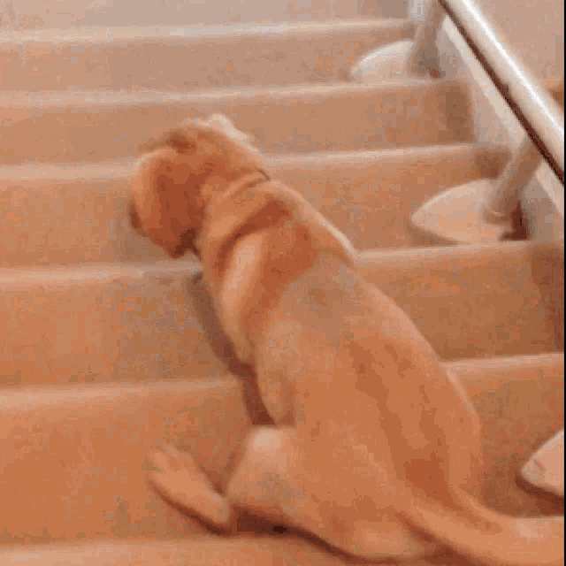 L4Netr4.gif