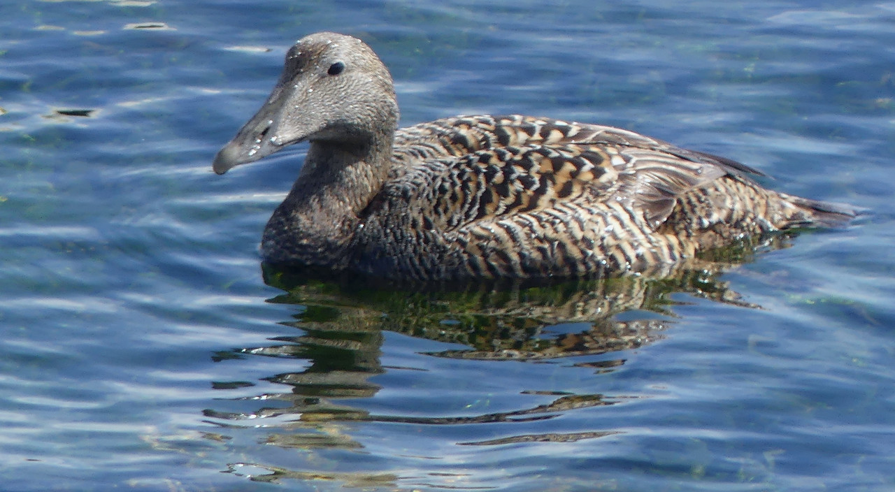 EIDER DUCK 12 020624