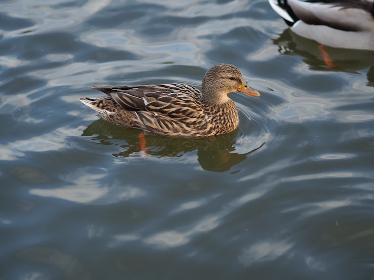 identify the American Black Duck