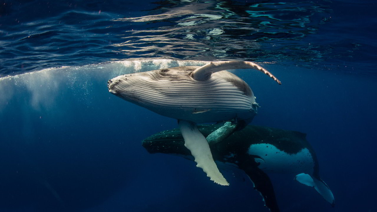 balene megattere canto australia ecuador