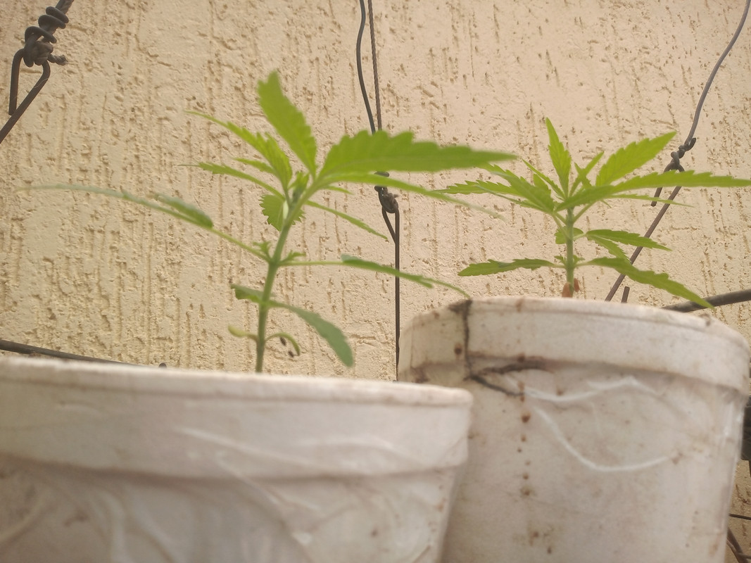 IMG_20200817_095510915