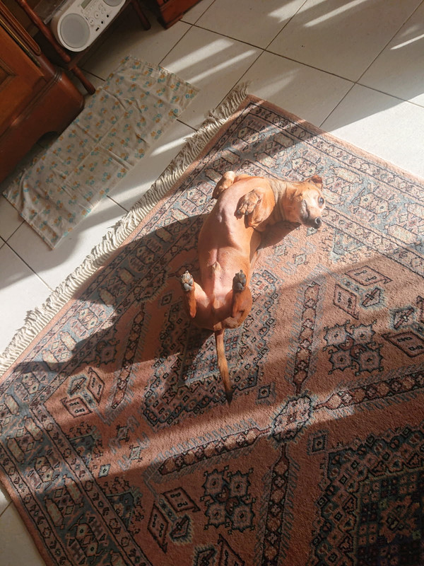 [Image: IMG-20250216-063621.jpg]