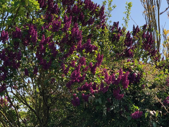 lilacs-magenta-april-2020.jpg