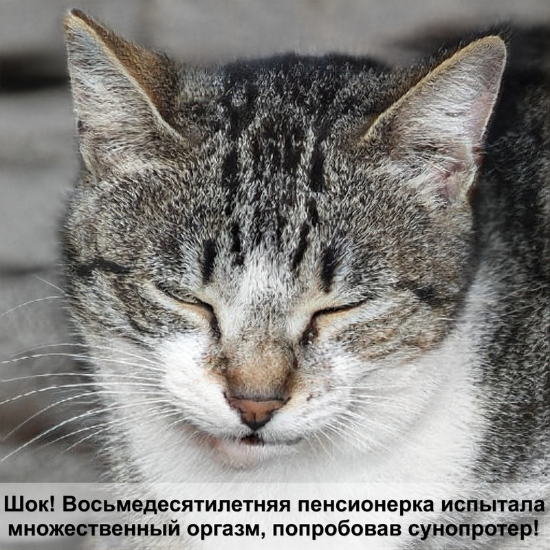 саванна порода кошек окрасы