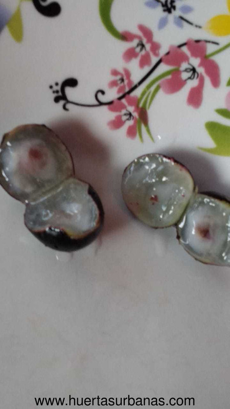 huertasurbanas_com_20191017_145512INTA_jaboticaba-6