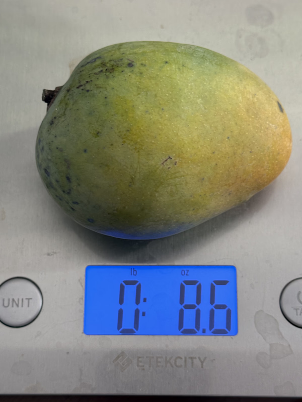 Mango ST 6 22 26b