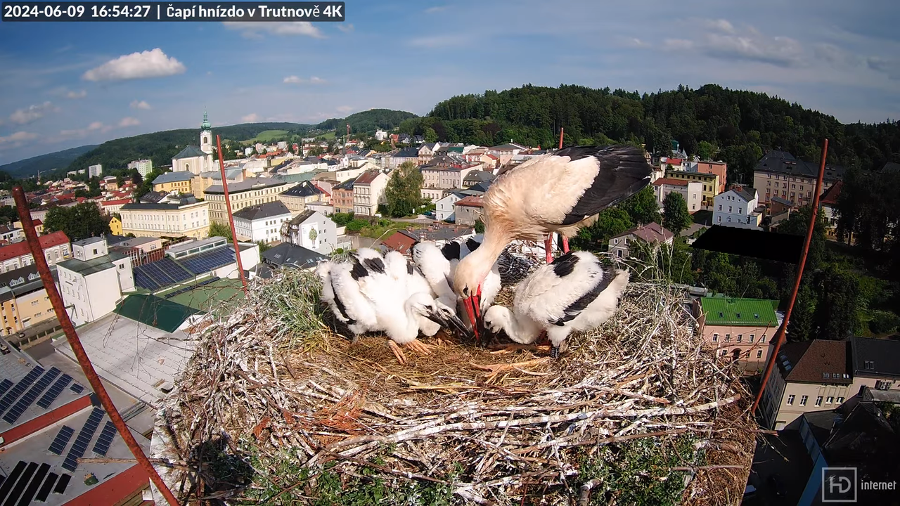 Tiešraidē no stārķa ligzdas uz alus darītavas skursteņa Trutnovā 13-8-7 screenshot