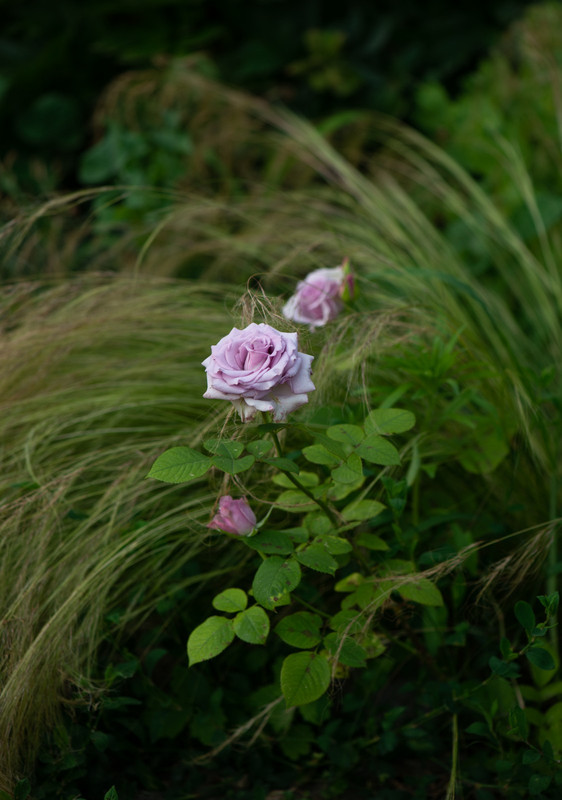 Img 924844439aaf1ac8dadc7f4ae9aca618 V Postimages