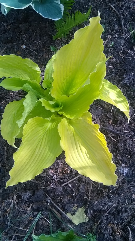 WP_20160501_011