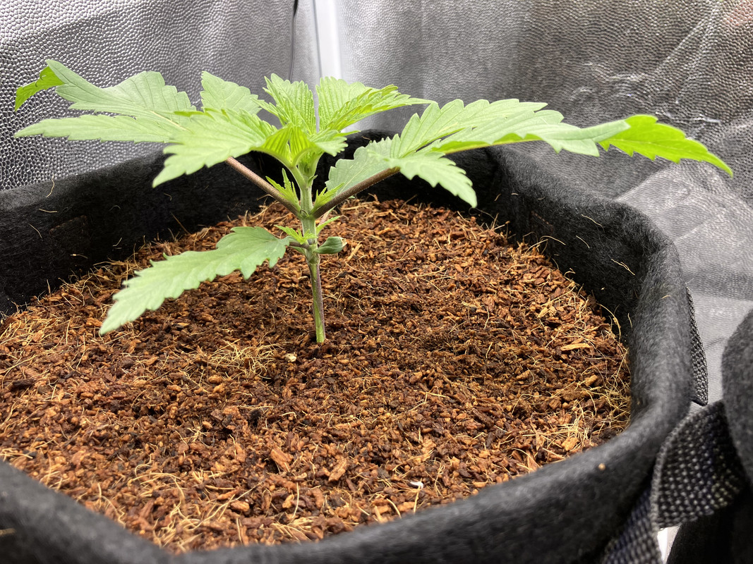 IMG_1270 (marzo 27 2023)